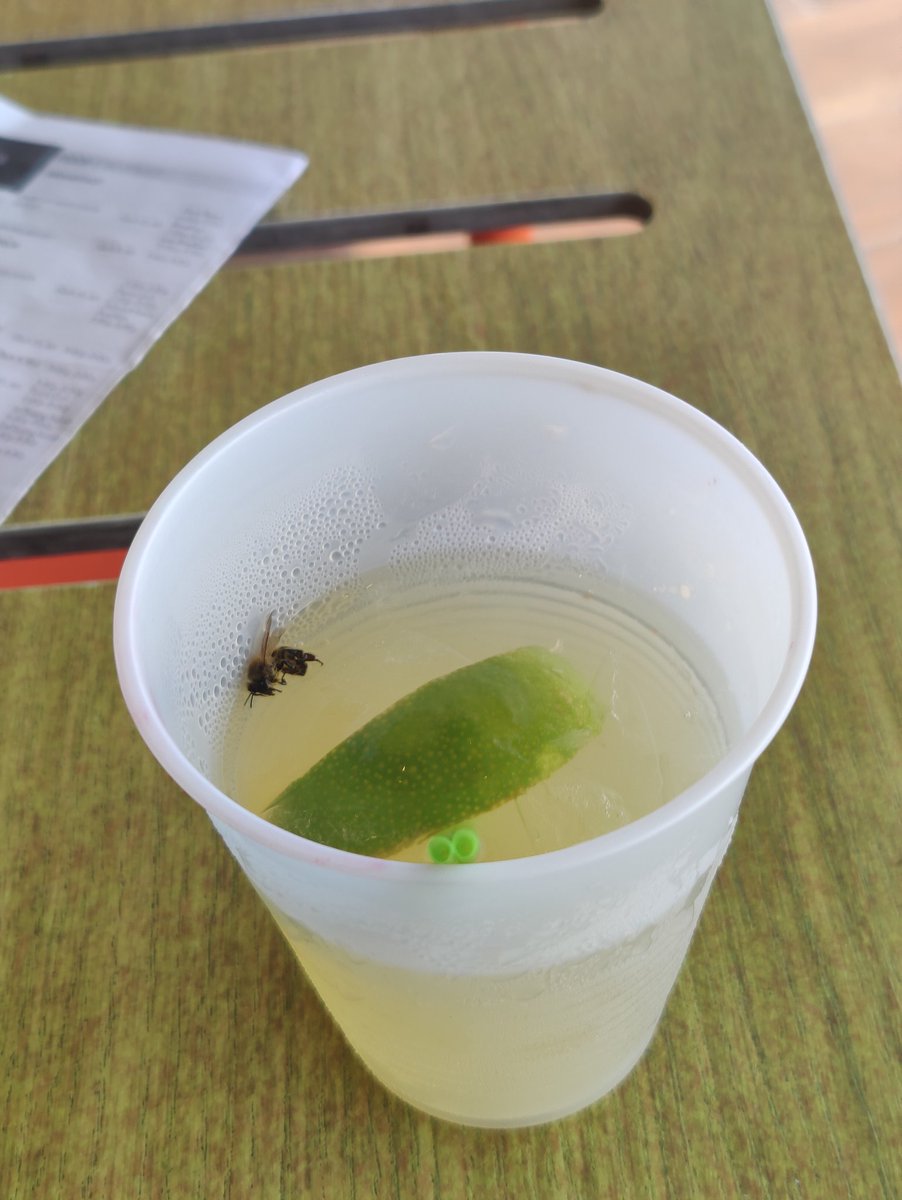 PurpleReign2177's tweet photo. I am all for saving the bees, until they nose dive into my pink cadillac margarita
🫤 https://t.co/MWfEZu4f1x