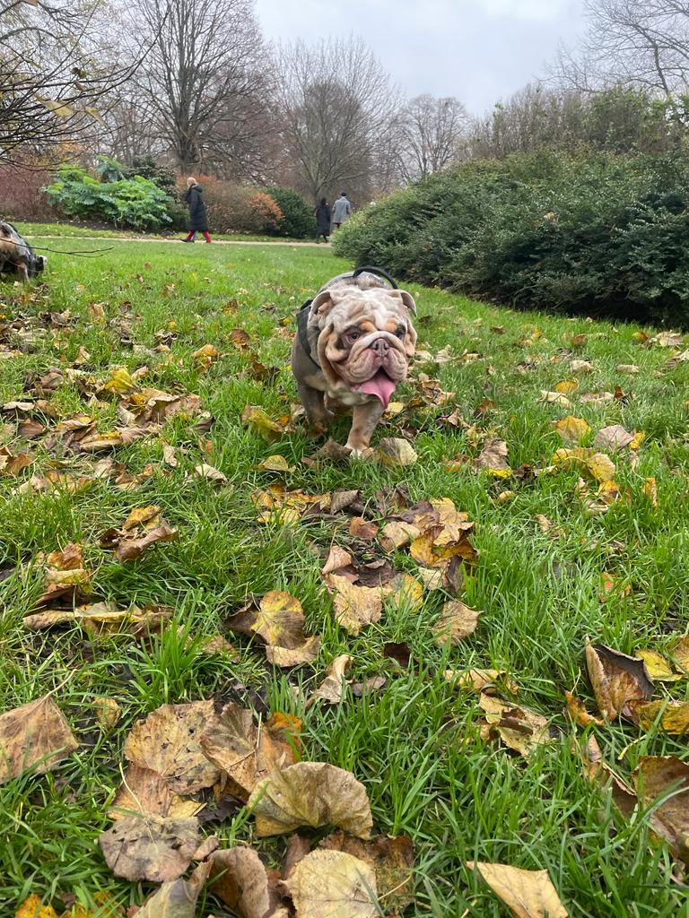 CiaraPugh's tweet photo. Went to the London Bulldog meet up in Hyde Park on Sunday &amp; it was genuinely the best day ever! 🐶 https://t.co/E0uDWfhtwX