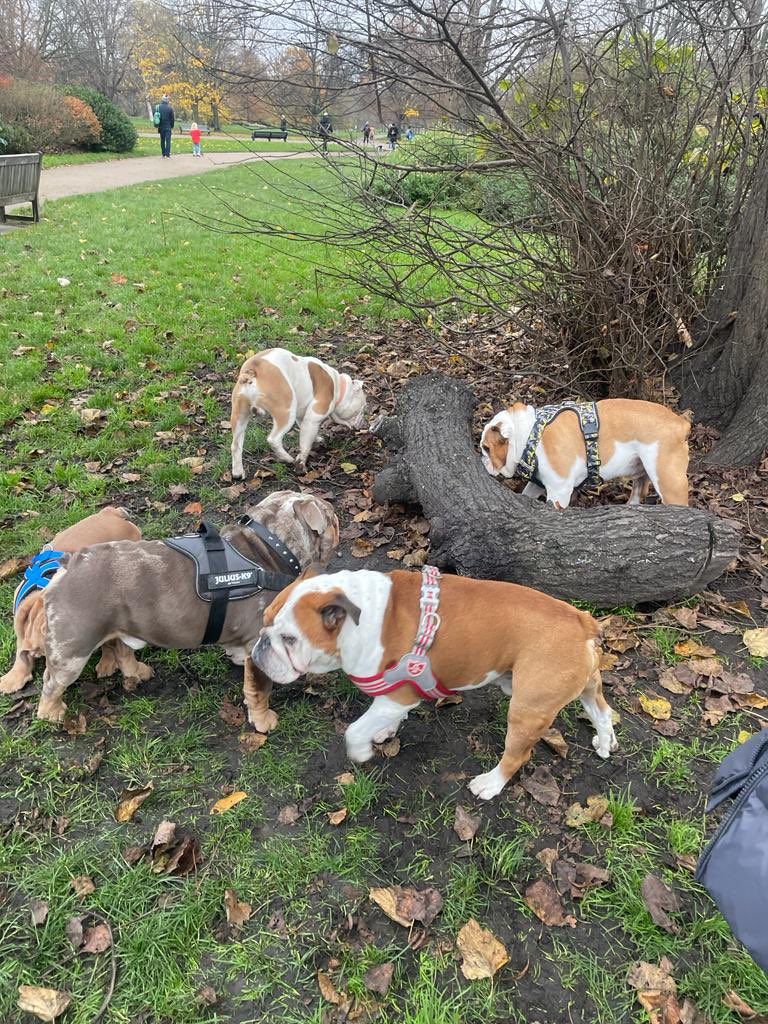 CiaraPugh's tweet photo. Went to the London Bulldog meet up in Hyde Park on Sunday &amp; it was genuinely the best day ever! 🐶 https://t.co/E0uDWfhtwX