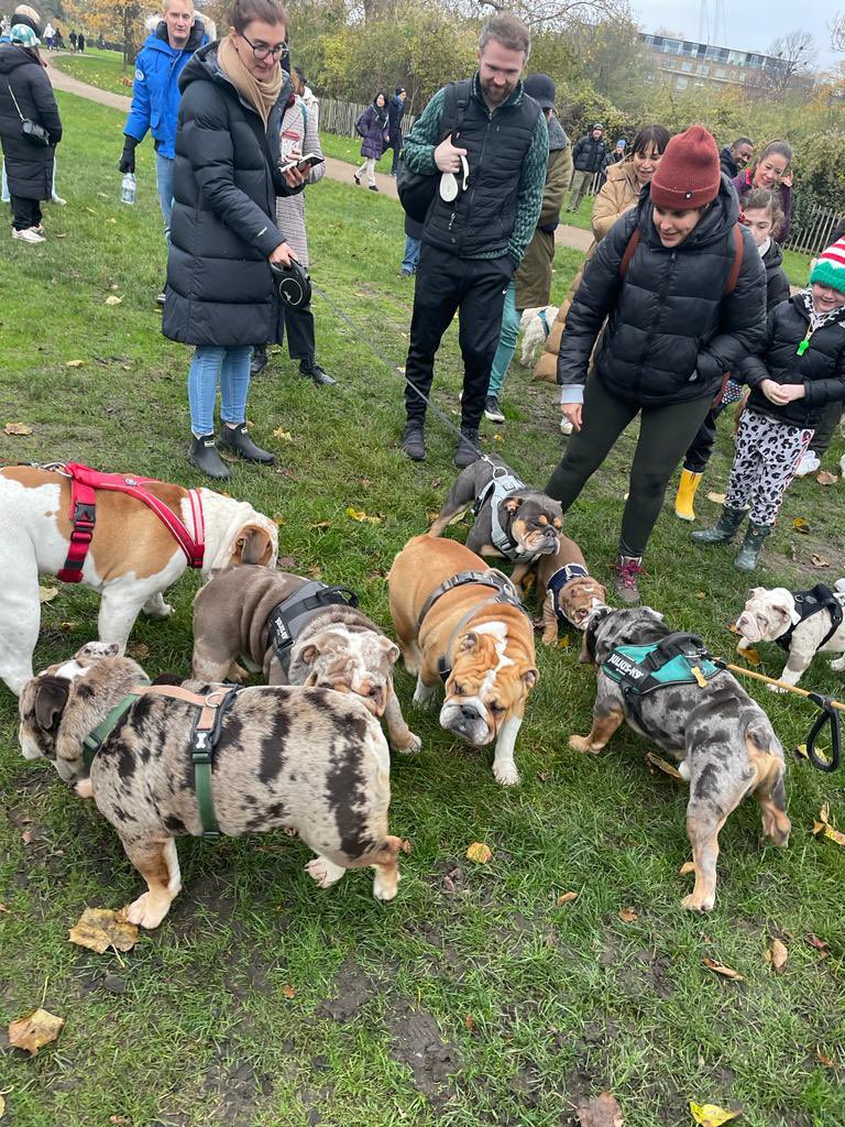 CiaraPugh's tweet photo. Went to the London Bulldog meet up in Hyde Park on Sunday &amp; it was genuinely the best day ever! 🐶 https://t.co/E0uDWfhtwX