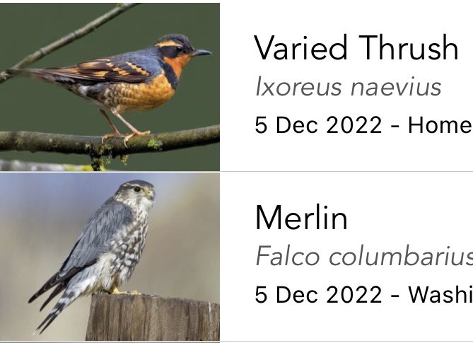 deadSugA's tweet photo. New lifers today! Always exciting to see new birds during different seasons! #merlinbird #birding #thrush #winter2022 https://t.co/ZvtKnBMeeV