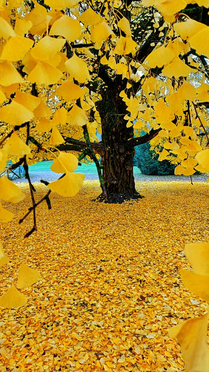 Iperbole_'s tweet photo. Sapevate che l'oro, a volte, ha forma di petali a ventaglio? https://t.co/ez5DaXdgek