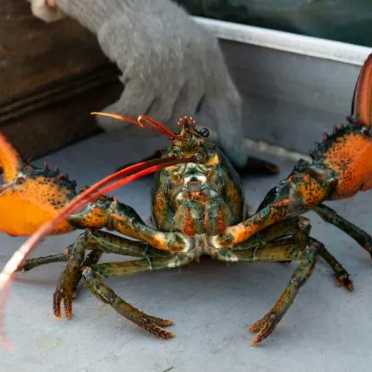 HotInSantaFe's tweet photo. Whole Foods recently said it will stop selling lobster from the Gulf of Maine at 100’s of its US stores. They cited decisions by a pair of sustainability organizations to take away endorsements of the lobster fishing industry.
https://t.co/Q4Gt8qNSIE https://t.co/riyr7IzoVx https://t.co/bb5aWrn7Co