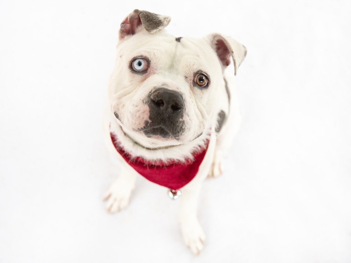 Bullfrog would toad-ally love to get adopted today! 

<a href="/BISSELLPets/">BISSELL Pet Foundation 🐶🐱</a> Empty the Shelters Holiday Hope event is still going on at both our shelter locations! All adoption fees are sponsored until Dec. 11th.

#A4817479