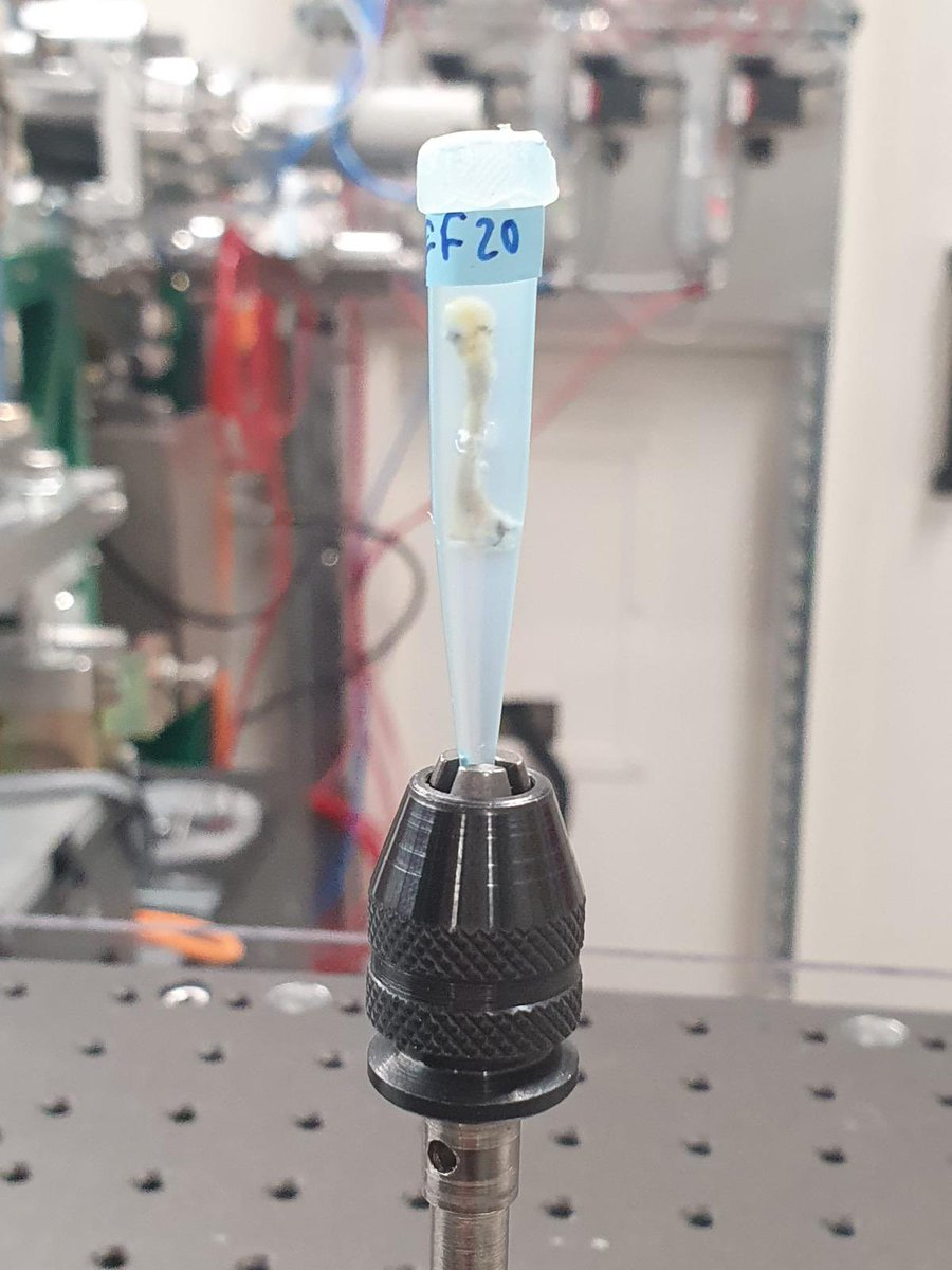 ExrcXenopus's tweet image. The team at the new Dual Imaging and Diffraction (DIAD - K11) beamline  @DiamondLightSource looking at the differences in microstructure of frog and mouse bones in health and disease. Big thank you to @DrSharifAhmed and the DIAD - K11 team! #raregeneticdisease #purasyndrome
