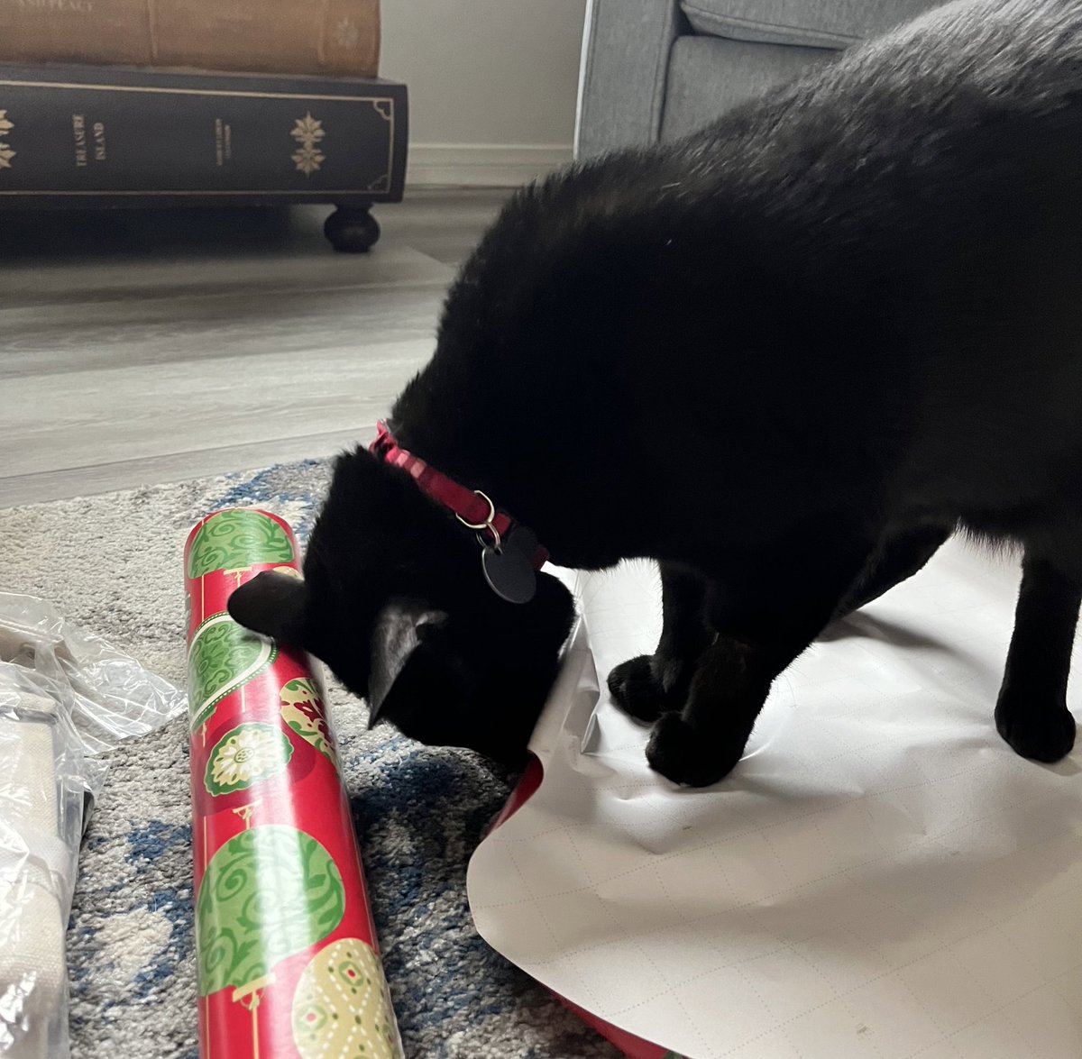 oodleofspoodle's tweet photo. being Menace during gift wrap time https://t.co/3JbWiTZB0c