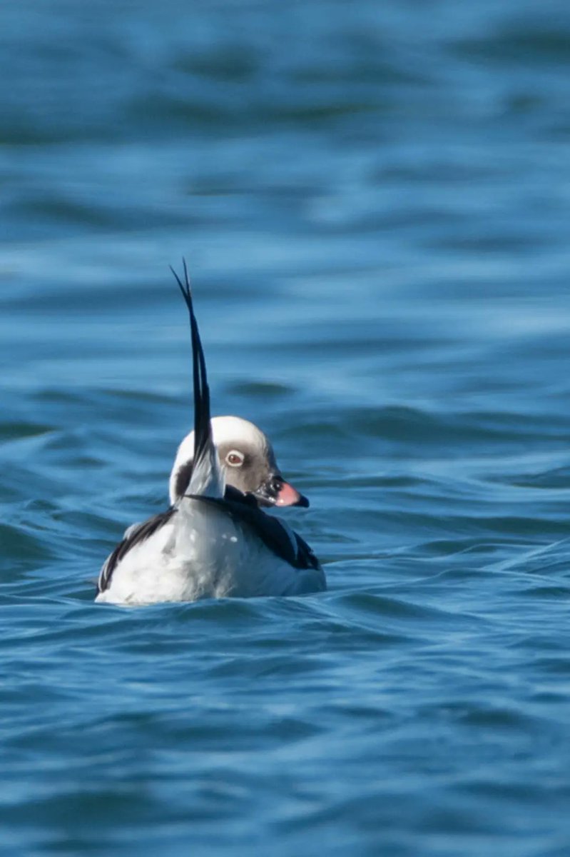 Boa toma da Havelda por Fernando Pereiras.
Clangula hyemalis.
Ponteceso-Cabana.
A Coruña.