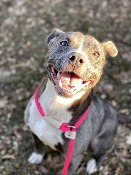 Peppermint (A250700) is just sweet girl! Peppermint can fit in with everything this time of year; coffee, hot cocoa, cake & maybe your home? ♥️

m.facebook.com/story.php?stor…

#adopt
#adoptdontshop 
#chicagodog
#shelterdogsrock
#spayneuter
#fairytailending
#chicagoanimalcareandcontrol