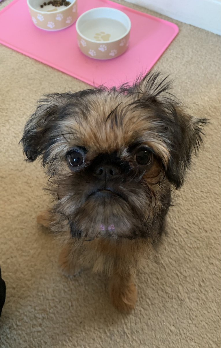 TwoLittleGriffs's tweet photo. Hi twitter world. Please welcome our @TwoLittleGriffs we are 13 week old Brussels griffon sisters #dogsoftwitter https://t.co/xT4TM4UifQ