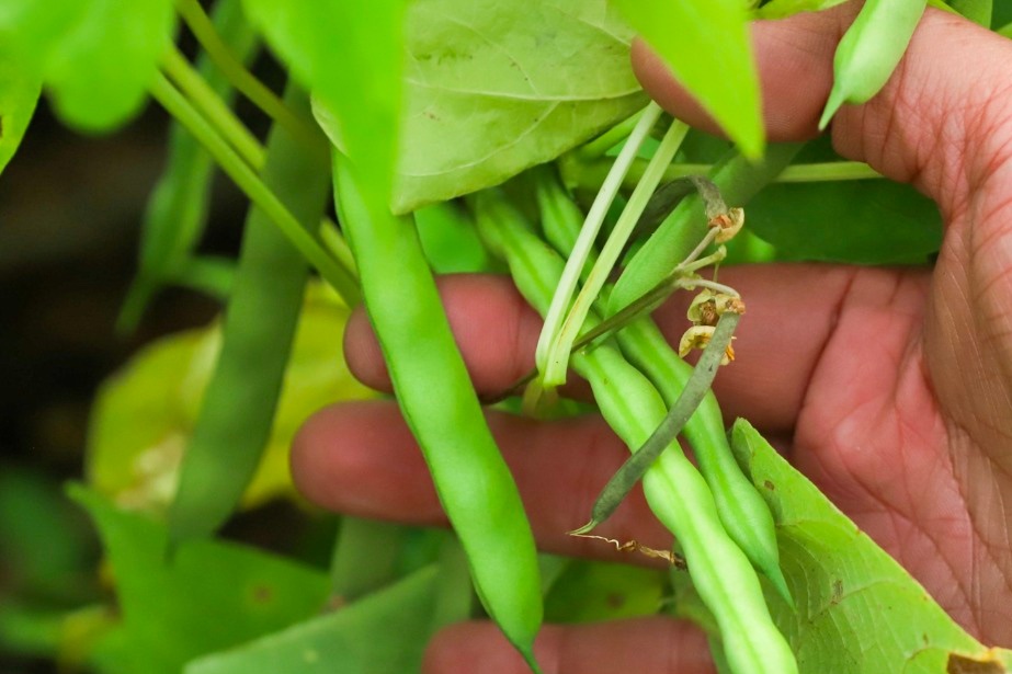 El trabajo de la <a href="/PNCSV/">PNC El Salvador</a> está dando grandes resultados. Muchas personas registradas como agricultoras en Soyapango perdían sus cosechas por miedo a salir; ahora salen y producen. Y no dudo que muchos más se unirán para seguir produciendo.