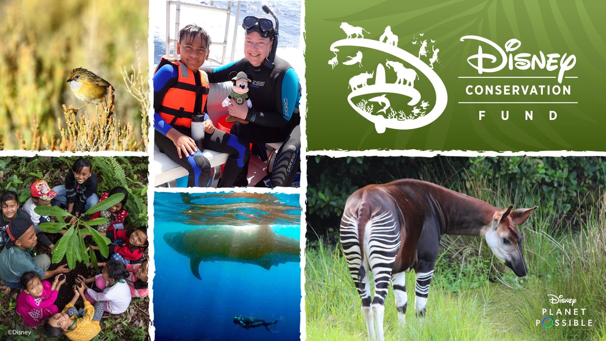DisneyParks's tweet photo. 🌎 The #DisneyConservationFund has proudly awarded grants to 43 nonprofit organizations working with communities across 25 countries to protect more than 60 species this year: https://t.co/Uqkw3ezjRB #DisneyPlanetPossible https://t.co/9ZnSSiEODs