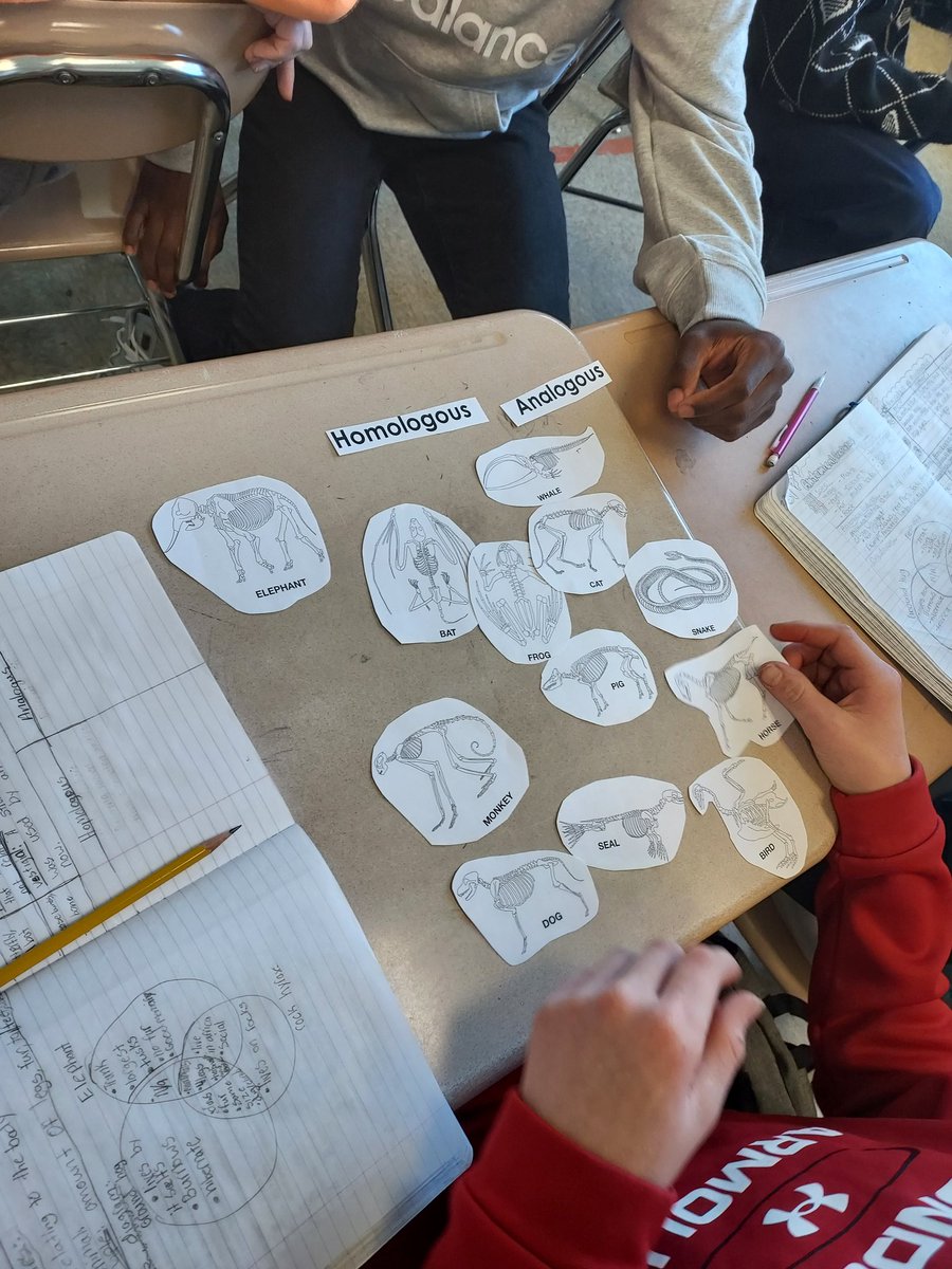 AliceBucknerSci's tweet photo. What are Homologous and Analogous structures and what can they tell us. Today Ss @ArbutusMS explored the terms to determine which animals are related. @BCPSSci https://t.co/bsfX4PwnAa