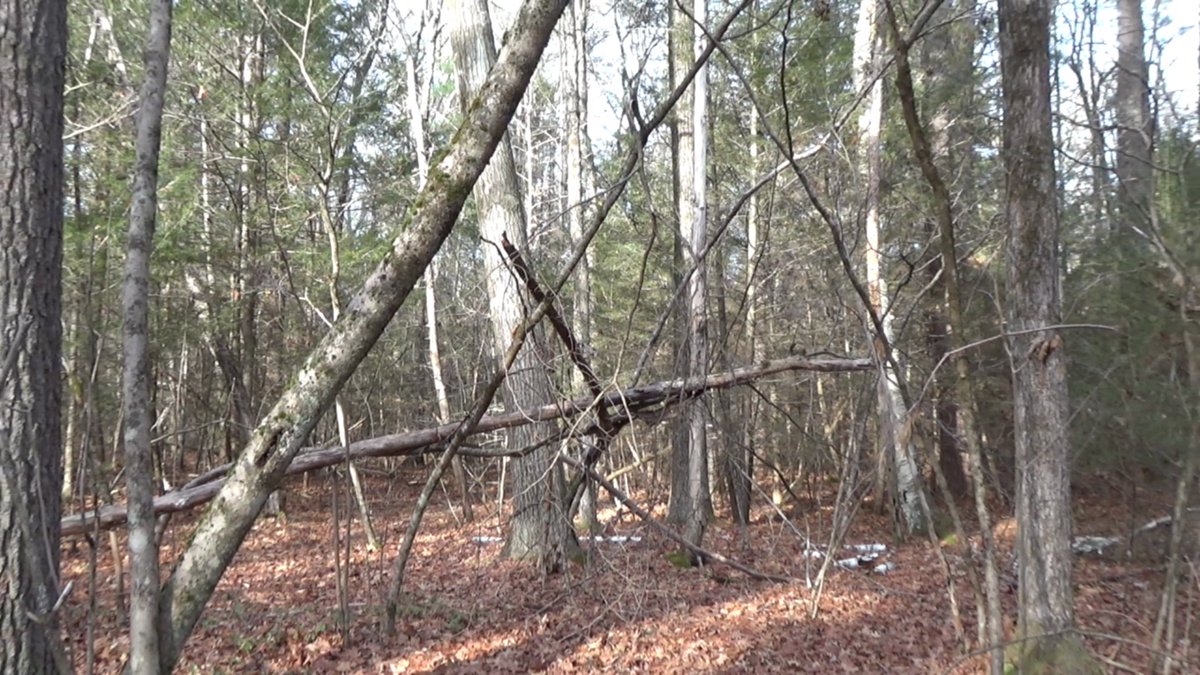 CR_Paranormal's tweet photo. #TreeStructure #Cryptid Natural fall, Homo sapiens, or Tree Structure? https://t.co/XKhTCjR6FP
