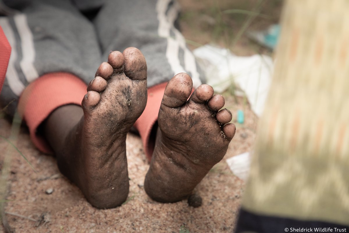 SheldrickTrust's tweet photo. Miraculous search &amp; rescue: Wildlife is at the heart of what we do, &amp; that means supporting communities living alongside it. Days after locating a lost child, we were asked to help find a 4 yr old boy. Missing for 6 days in an area with hyenas &amp; jackals!! https://t.co/CRG4eAC9f3 https://t.co/LQ47Yddxq9