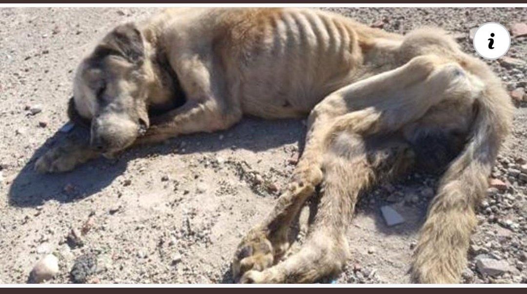 Andrea94748955's tweet photo. Elche.
Ragnar era un mastín. Después de ser sometido a un maltrato brutal, fue abandonado.
La protectora Huellas Salvadas le rescató, pero falleció días después.
El cabrón de su dueño todavía no ha sido juzgado.
#YoAdoptoYSalvoVidas 
@PSOE https://t.co/RQlJBruTSK