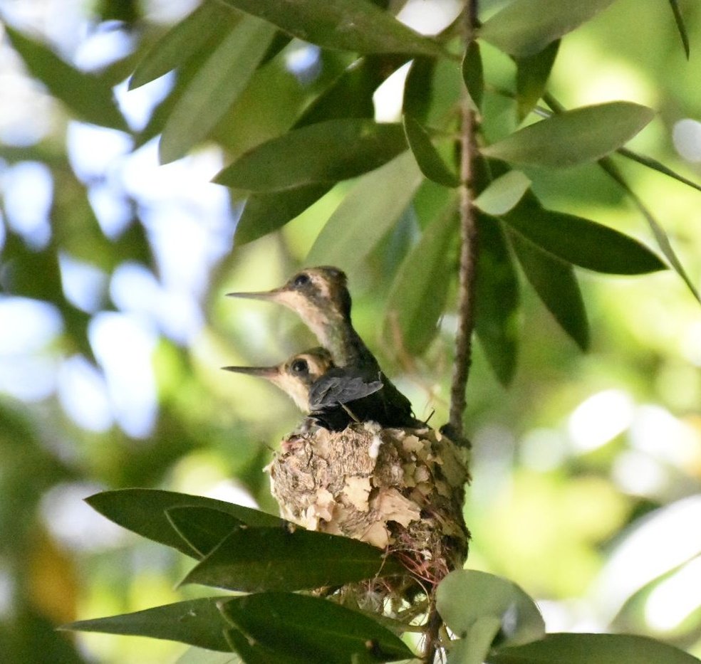 #miracle #NaturePhotography #colibrí #picaflor