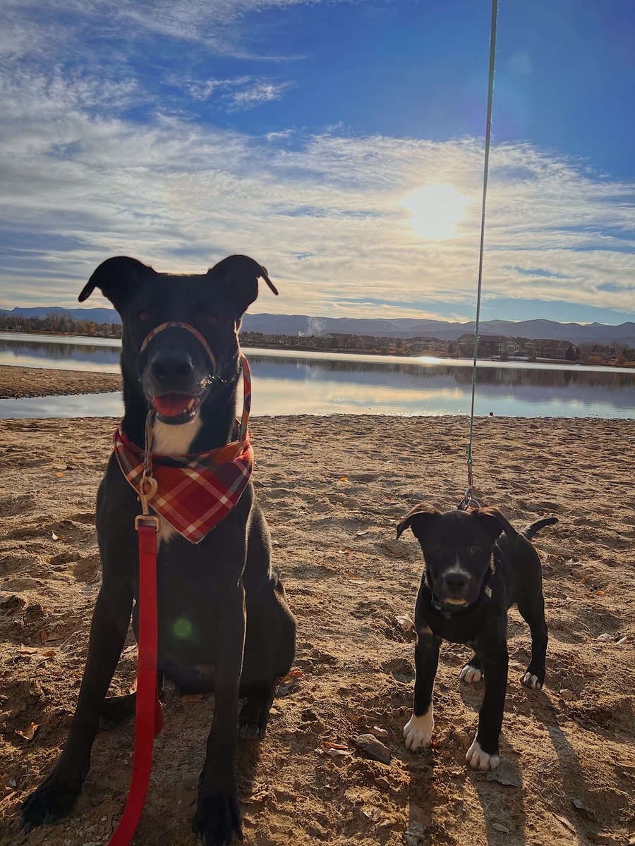 Success Story: Harper is fitting right in! Getting much playtime with her new sister and all the snuggles ☺️ Happy Holidays! #coloradodogs #AdoptDontShop #RescueDogs