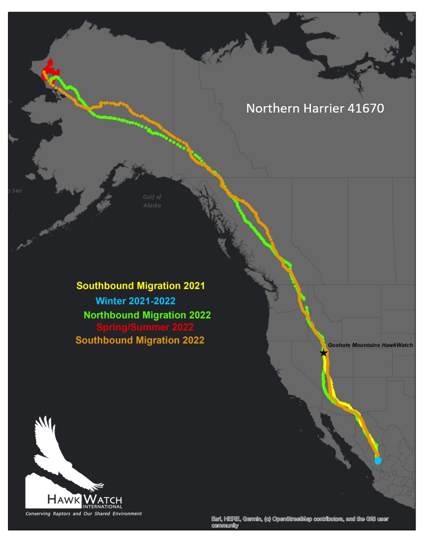 Head to our blog to hear about the journey of two Northern Harriers we outfitted with transmitters back in 2021—on the same day—who just so happen to share nearly the same winter and summer homes. hawkwatch.org/blog/item/1357…

📸: Dave Oleyar and Jesse Watson