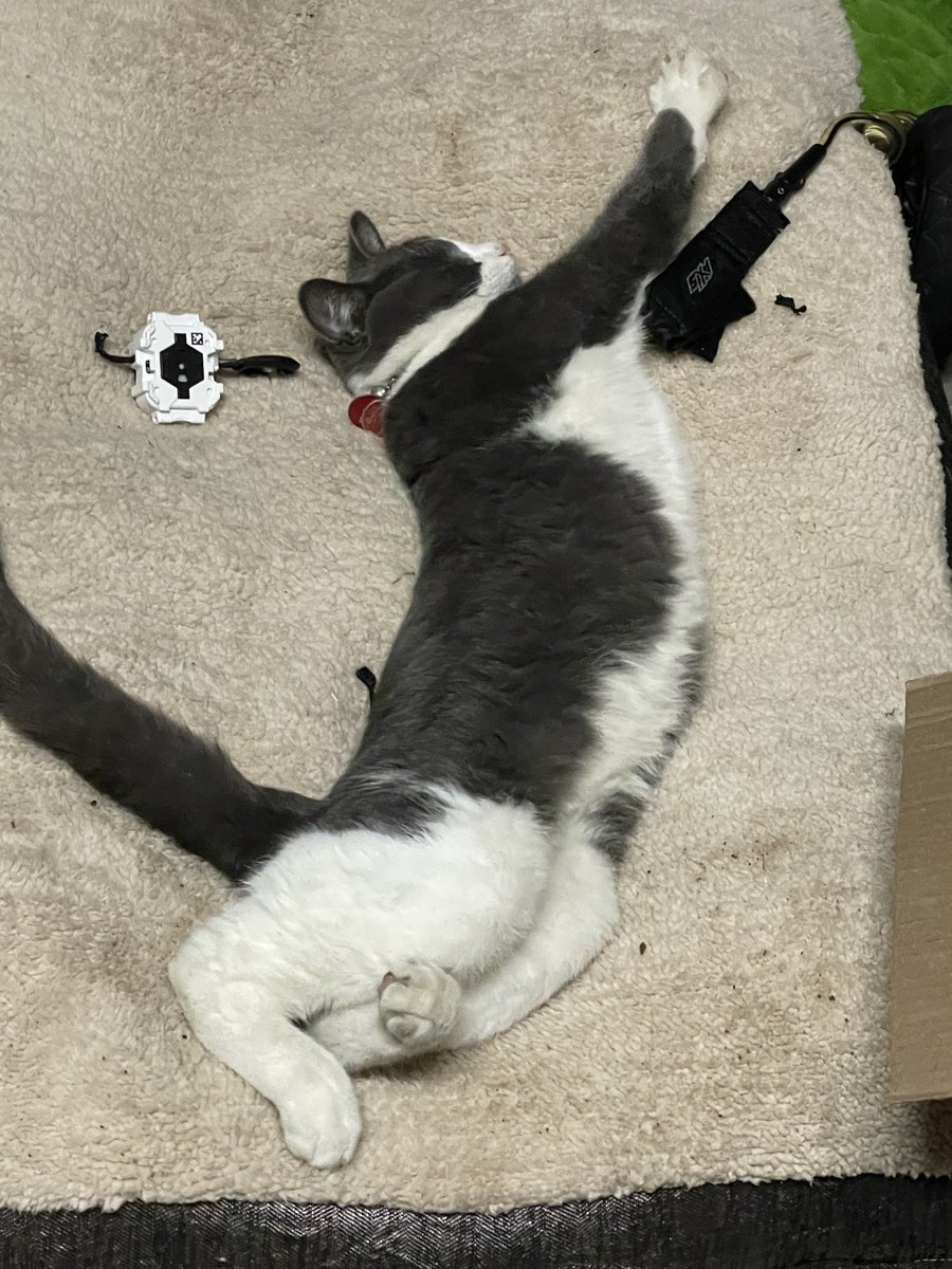 BrownieTurd's tweet photo. Wow. Looks like Mr Sprinkles was BeyBlading so hard he had to nap. Kinda blown away. 🤦🏻‍♀️ #TeenKittyTurd #BeyBladingKitty #SprinkleThis https://t.co/5BJjbuUmZd