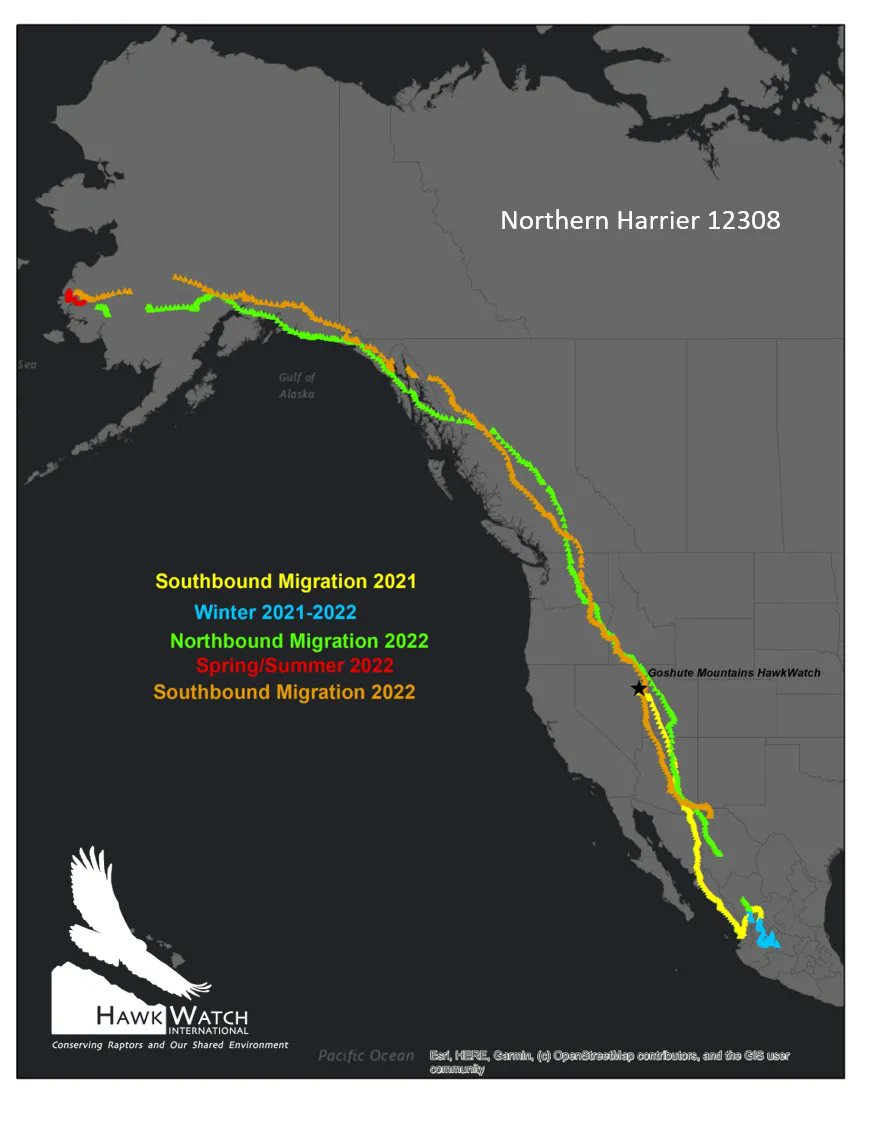 HawkWatch International tweet media