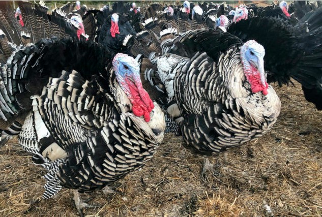 ishopmission's tweet photo. Turkey shortage ahead of Christmas fuelled by avian flu: BC Poultry Ass
The avian flu is causing a turkey shortage in British Columbia, the BC Poultry said, warning it could pose a challenge for customers ahead of the high-demand Christmas season. 
https://t.co/otybBBuO0j https://t.co/qjvl83UX0o