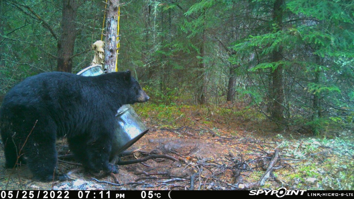 SpypointCamera's tweet photo. Bear... bear... Big Bear...
Thanks for sharing Mark St. Cyr!
#spypoint #whyispypoint #spypointtrailcameras #spypointcameras #trailcamera #gamecamera #scoutingcamera #hunting #bowhunting #deerhunting https://t.co/EQxNuEu8vc