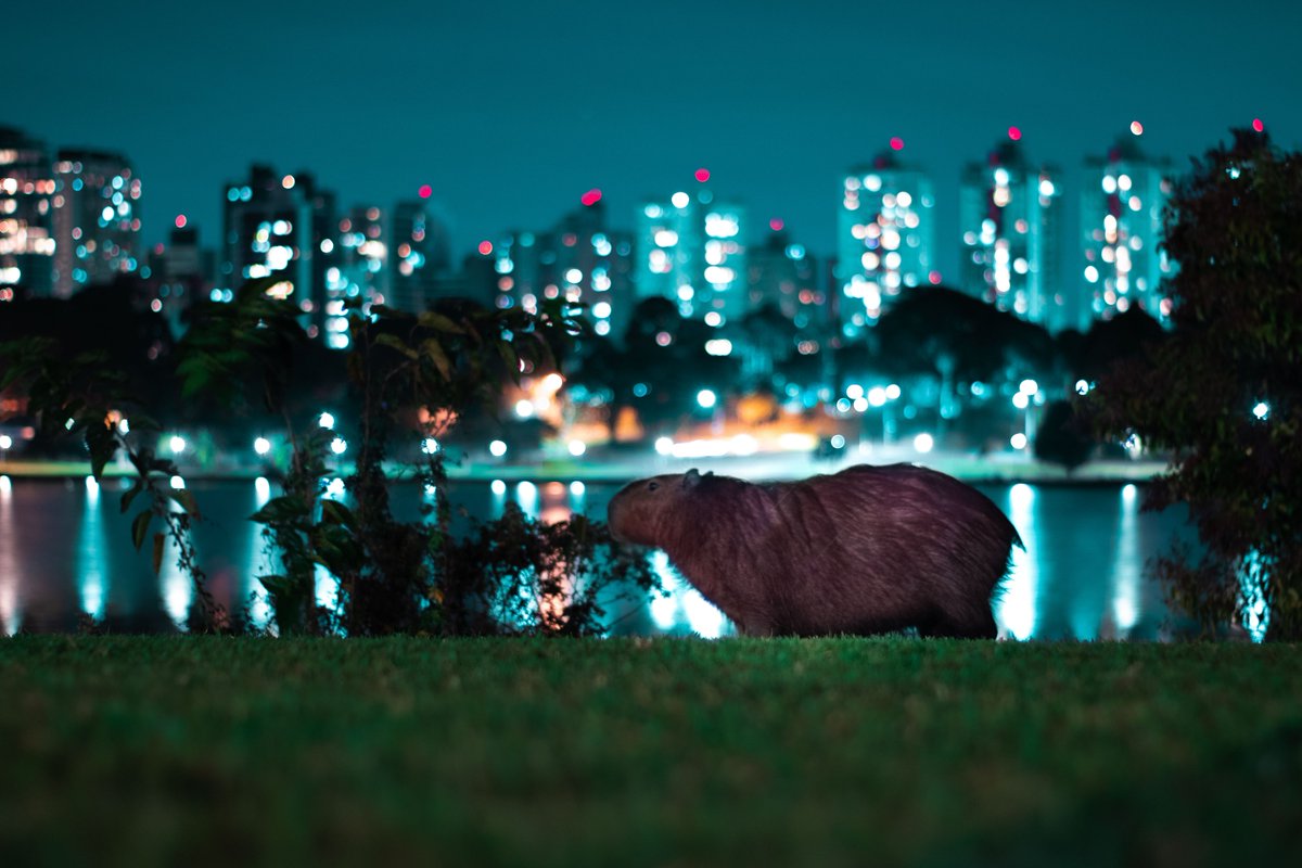 CJohnsonABT's tweet photo. This photo really speaks to me #ABTatUFV
(Photo by João leal junior on Unsplash) https://t.co/srkofXCYxh