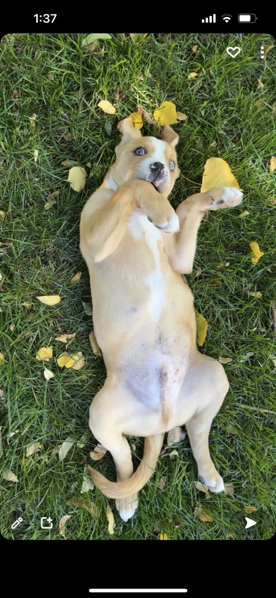 Success Story: We adopted Floyd aka Maden and I immediately felt him grab my heart. Almost 3 months later Floyd is doing so good, he's so smart and loves his backyard so much! Such a great addition to our family!  Thank You 4P4L! #AdoptDontShop #happilyeverafter #ADOPTION