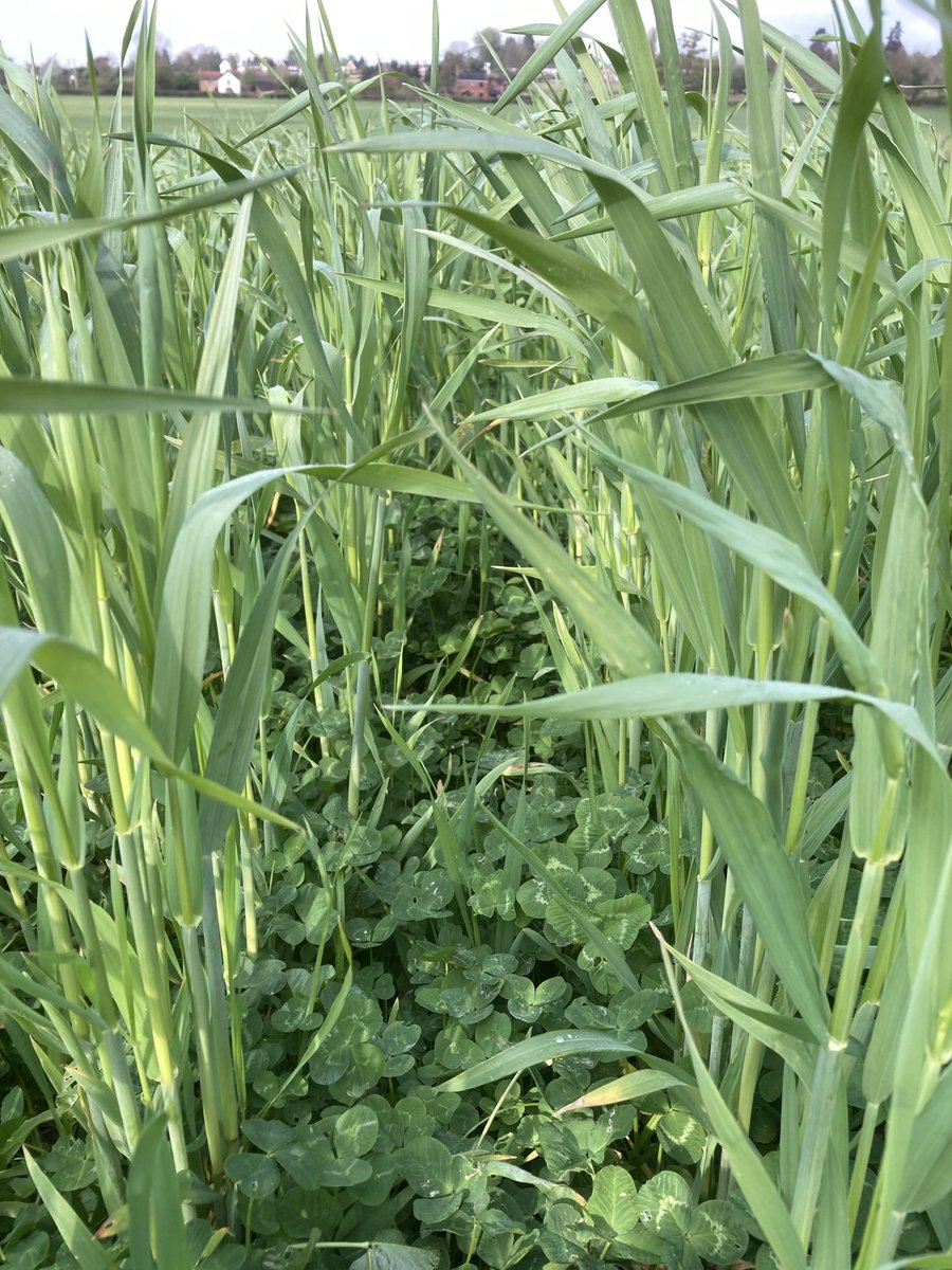 We’re proud of our soil, 22 years without glyphosate, herbicides, fungicides, insecticides or synthetic fertiliser and it’s in great shape. We’re building soil, increasing biodiversity and producing nutritious #organic food all at the same time - it’s possible! #WorldSoilDay2022