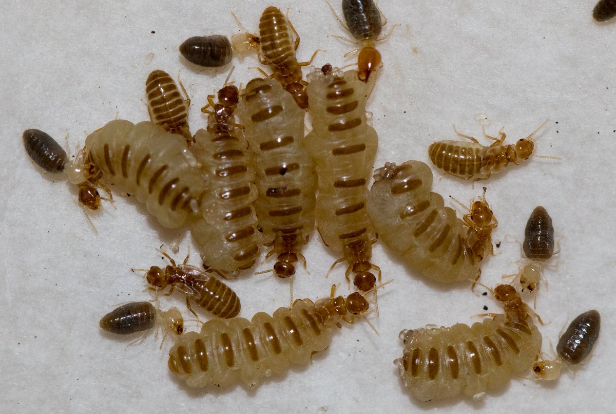 Secondary queens and kings of Silvestritermes euamignathus