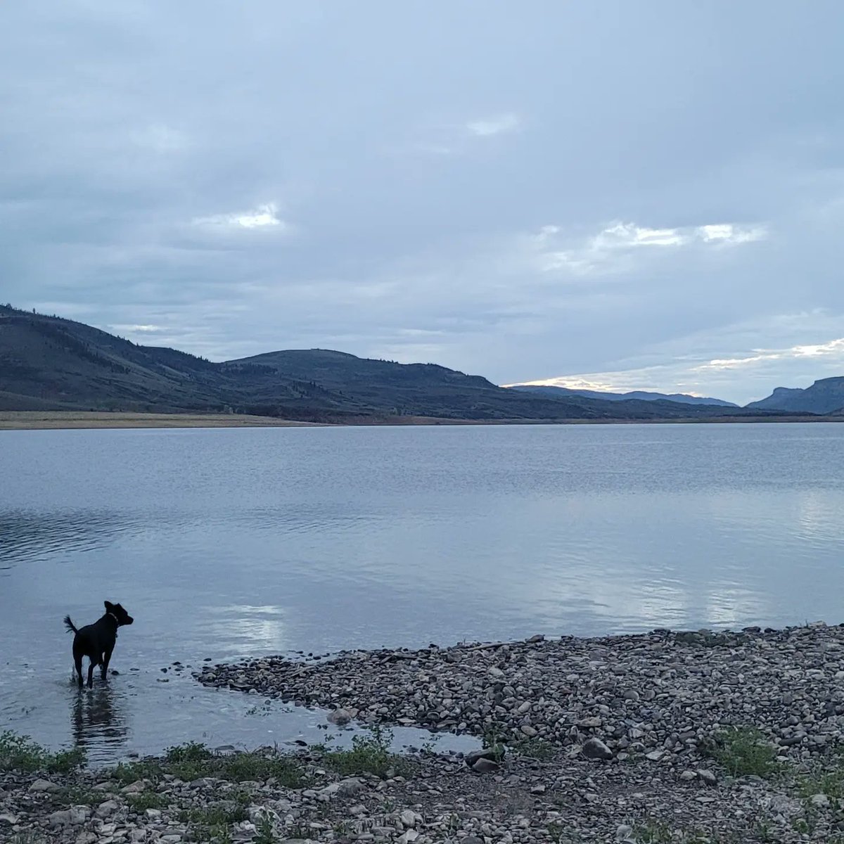 Success Story: Molly has been to around 10 state parks, 2 national parks, a bunch of national forests, 4 different states, and so many dog parks. She's still the gentlest soul around kids and children, and a playful socialite with adults and other dogs. 
#ADOPTION #AdoptDontShop