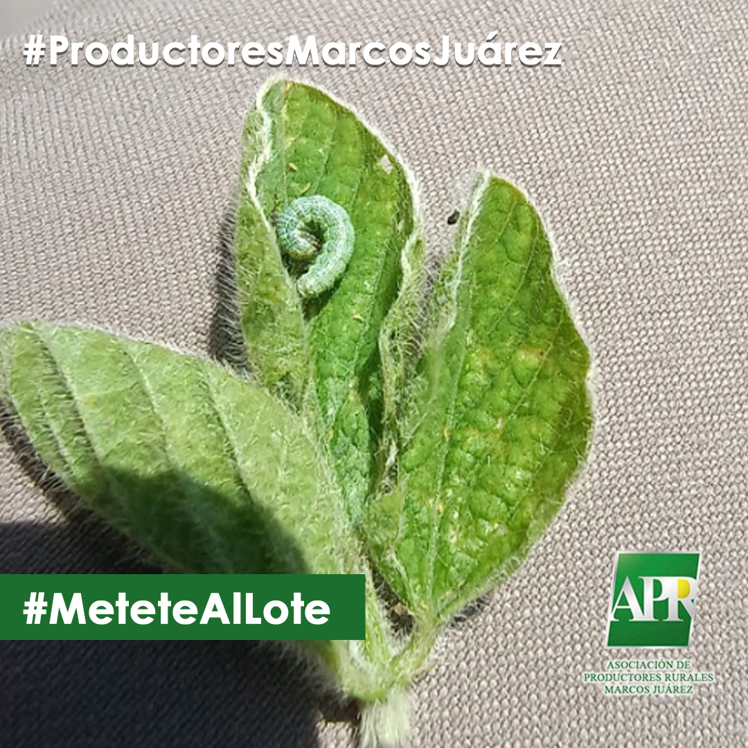 APRMarcosJuarez's tweet photo. #MeteteAlLote 
Como siempre, te invitamos al lote, en la buenas y en las malas.                               
Isoca bolillera en lotes de soja.
#MeteteAlLote Gracias al Ing Pablo Bollatti Lote x Lote Manejo Sustentable @BollattiP 
#ProductoresMarcosJuárez https://t.co/ziTKtceStD
