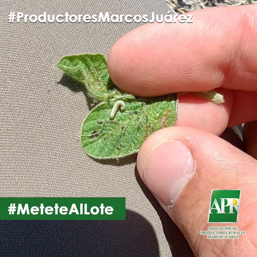 APRMarcosJuarez's tweet photo. #MeteteAlLote 
Como siempre, te invitamos al lote, en la buenas y en las malas.                               
Isoca bolillera en lotes de soja.
#MeteteAlLote Gracias al Ing Pablo Bollatti Lote x Lote Manejo Sustentable @BollattiP 
#ProductoresMarcosJuárez https://t.co/ziTKtceStD