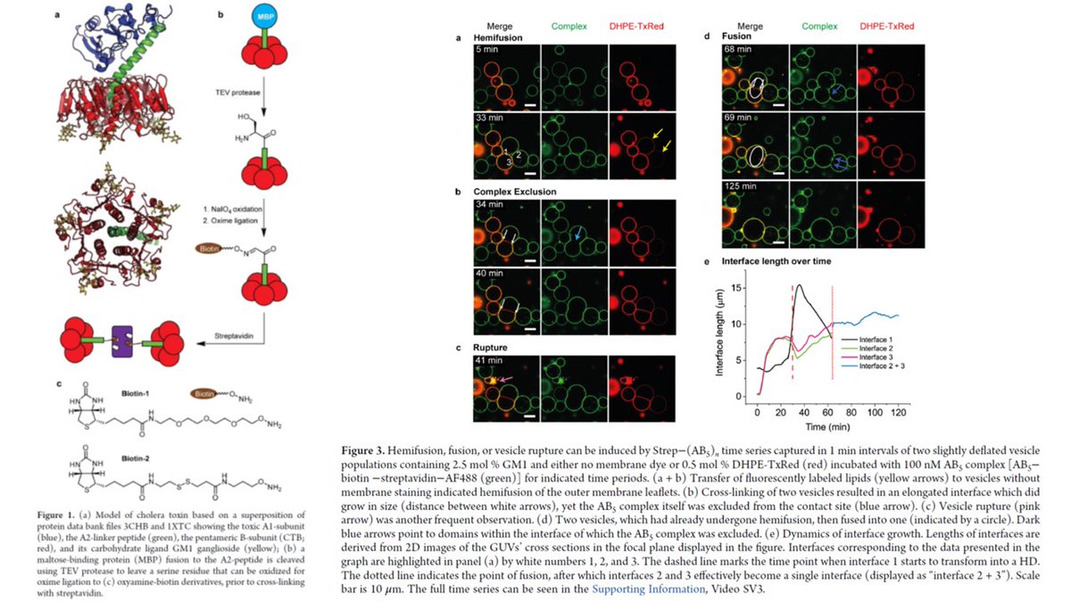 CzerwinsMarcin's tweet photo. Biotinylated protein derived from cholera toxin becomes a fusogenic lectin upon cross-linking with streptavidin, binding to glycolipids and causing hemifusion and fusion of vesicles @LSiukstaite @wbturnbull https://t.co/dVcvbmGILL

#glycotime https://t.co/gHo0KEgaD2