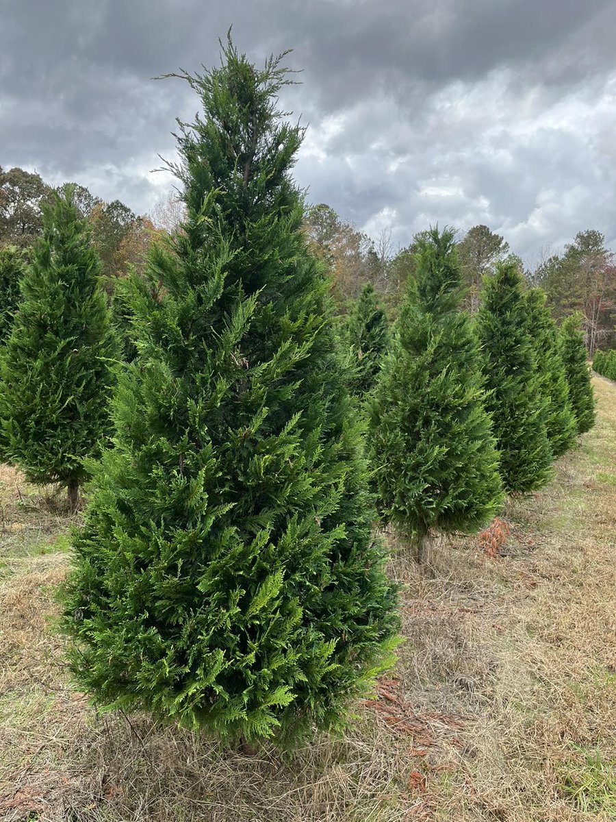 WedoweeRealtor's tweet photo. It's beginning to look a lot like Christmas! If you haven't already, take a trip to Cole's Christmas Tree Farm to pick up your own. 🎄https://t.co/UtokzlkAsp 

📷| @coleschristmastreefarm
#Christmastree #lakewedoweealabama https://t.co/nfjljUBYHJ
