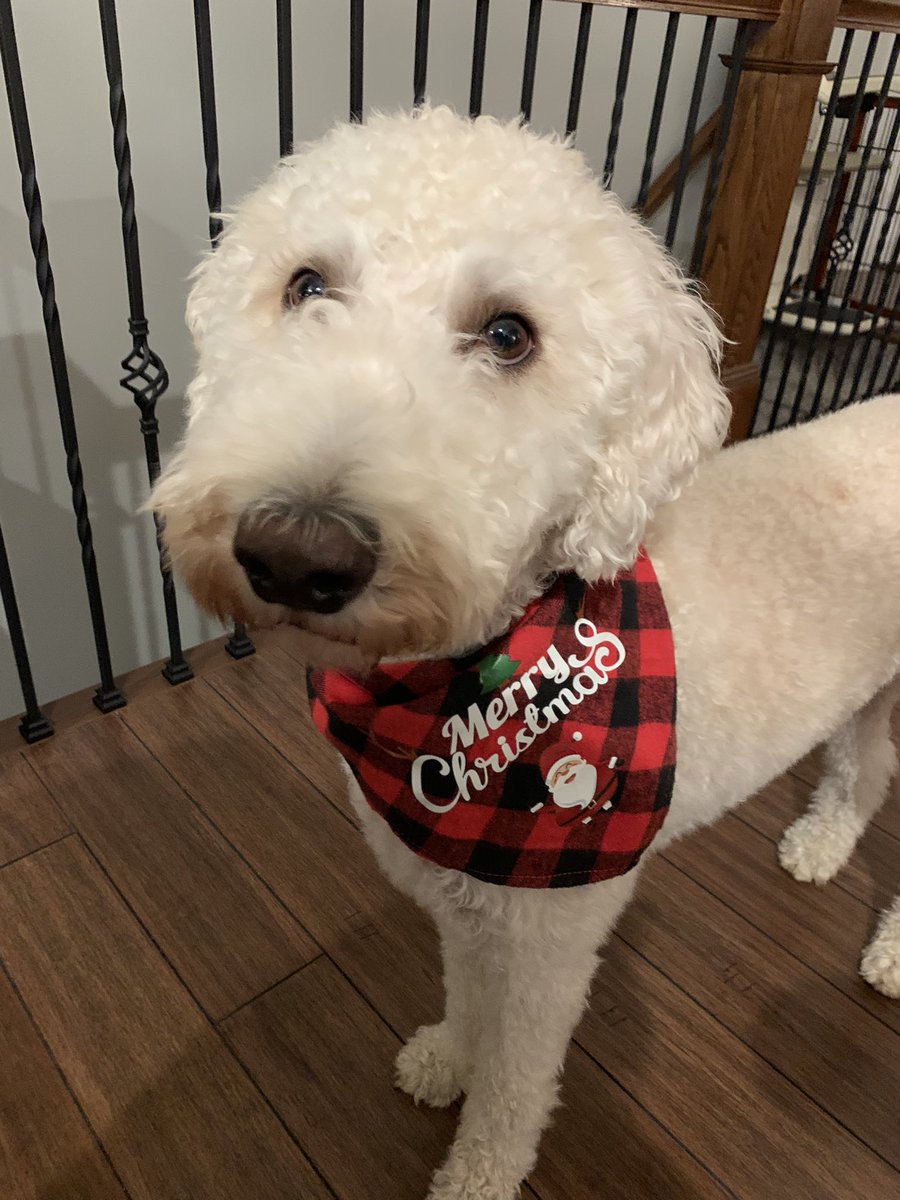 #dogsarefamily Merry Christmas 🎄 🐶