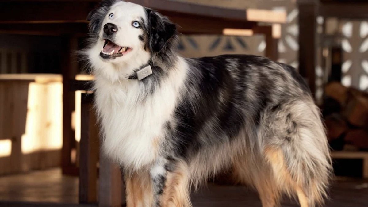 leakfreek's tweet photo. 💦 All the best pet deals as of Dec. 5: Toys, pet tech, apparel, and more: UPDATE: Dec. 5, 2022, 12:30 p.m. EST This story has been updated to include new deals on pet tech, toys, and more.  

 * 

BEST PET TECH DEAL: The Petcube Bites 2 Lite will keep… https://t.co/UlSN3J2AGv https://t.co/mslyR4E269