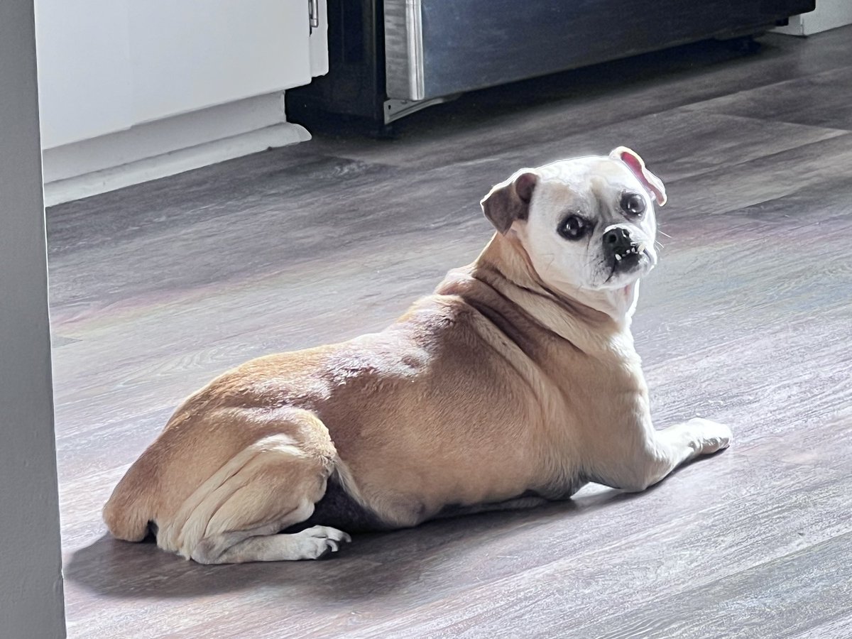 ZeppoTheDog's tweet photo. Laying here in the kitchen waiting for my lazy human to take me on a walk. ❤️ https://t.co/veEMDQ74S8