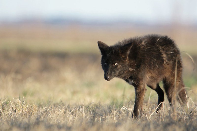 HourlyYote's tweet image. [🔗](api.tinyfox.dev/hourly/yotes/t…)