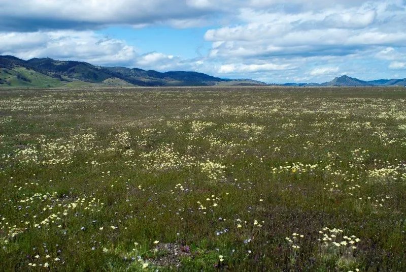 Sierra Foothill Research and Extension Center (@ucrecsierra) on Twitter photo Amazing to be a part of <a href="/NutNetGlobal/">Nutrient Network</a> along with <a href="/HoplandREC/">Hopland Research and Extension Center</a> and over 50 other field sites, which allows our collaborators @BorerLab to contribute to global-scale research like this! buff.ly/3u7Pr2m Amazing to be a part of <a href="/NutNetGlobal/">Nutrient Network</a> along with <a href="/HoplandREC/">Hopland Research and Extension Center</a> and over 50 other field sites, which allows our collaborators @BorerLab to contribute to global-scale research like this! buff.ly/3u7Pr2m