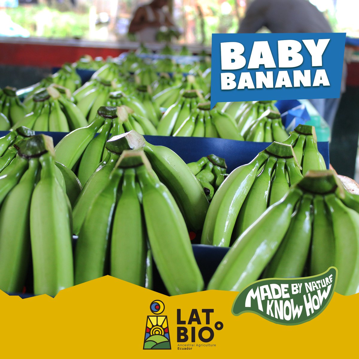 Latbioecuador's tweet photo. LatBioº impulse the organic production in Ecuador and select the best fruit to be exported. Try our musasceas, we offer a wide range of bananas : Cavendish, baby, red and plantains.
 Contact us: hello@latbio.com.ec
#latbio #babybananas #redbananas #biodynamicagriculture  #ecuador https://t.co/cP6oPyLCPx