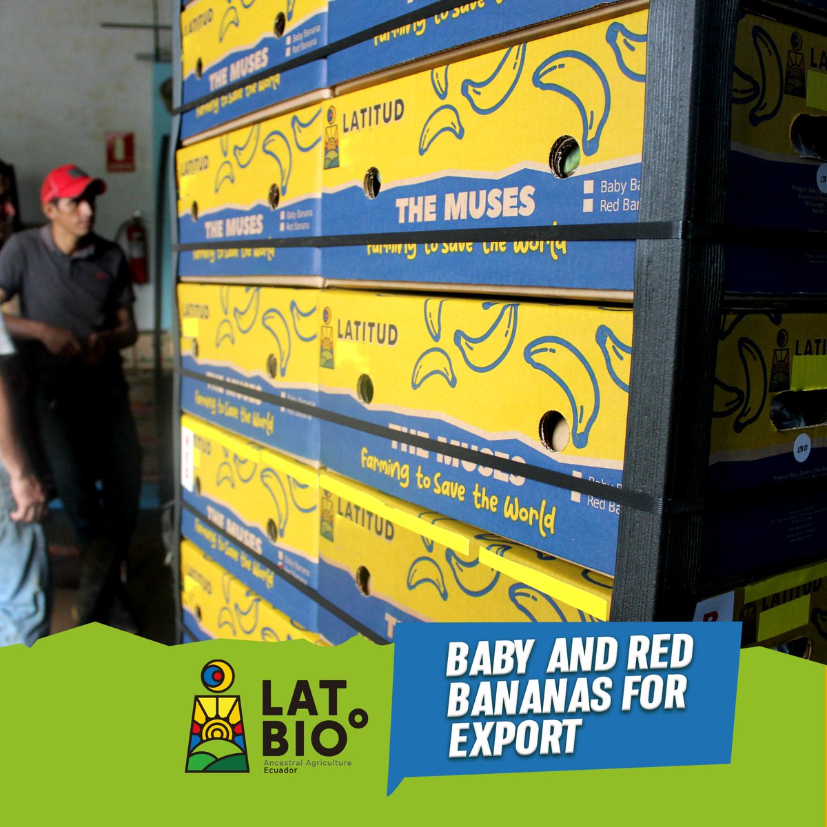 Latbioecuador's tweet photo. LatBioº impulse the organic production in Ecuador and select the best fruit to be exported. Try our musasceas, we offer a wide range of bananas : Cavendish, baby, red and plantains.
 Contact us: hello@latbio.com.ec
#latbio #babybananas #redbananas #biodynamicagriculture  #ecuador https://t.co/cP6oPyLCPx