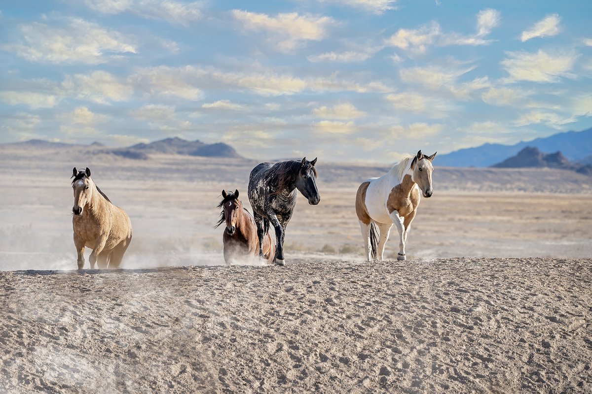 Four wild mares on the south Onaqui range. 'Southern Girls' is my offering for #MareMonday

Get It: bit.ly/3iGdenu

#ArtAdventCalendar #WildHorses #Horse #Horses #Mustangs #BuyIntoArt #GiftThemArt #GiftIdeas #HorseLovers #Equine #WildHorseArt #PhotographyIsArt #ShopSmall