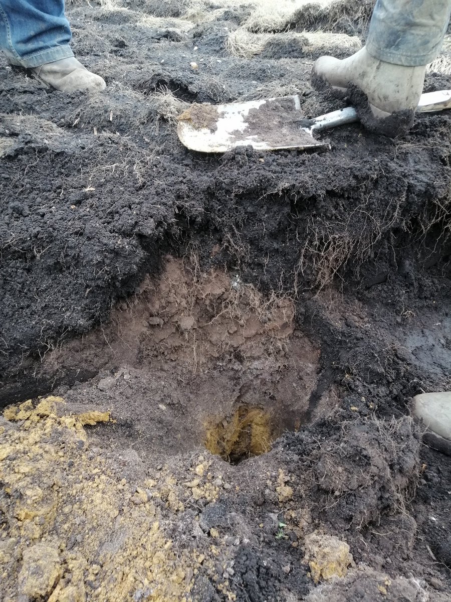 fenboy01's tweet photo. Iโve seen brilliant pictures of soil today, we have a different challenge than most. Understanding how to protect and produce healthy nutritious food on fen soil. โฆ@FenlandSoilโฉ with many partners is helping to bring a vast array of people together to achieve this. https://t.co/thZdE6Euff