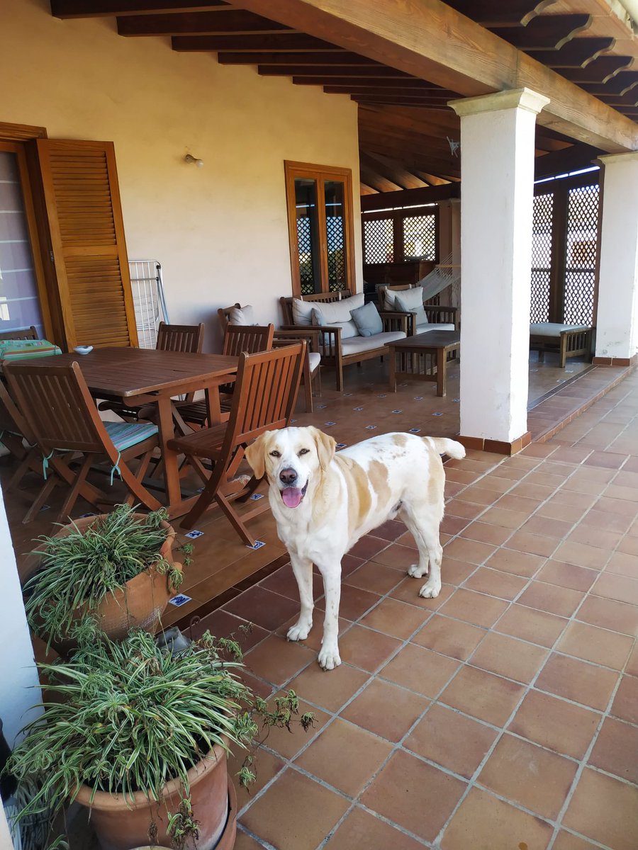 vives_100's tweet photo. Max, gracis per fer-me tan feliç ❤️🕊️ https://t.co/aXC2PEwPa1