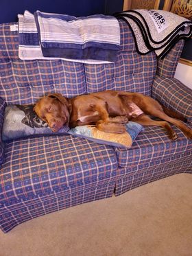 Success Story: Tahoe's life since I adopted him 04/08/2022 has been wonderful! #AdoptDontShop #dogadoption 
#animalrescue #coloradorescue