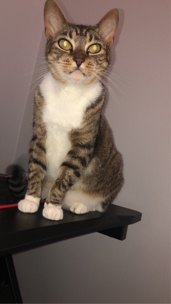 oChcck's tweet image. 🐱