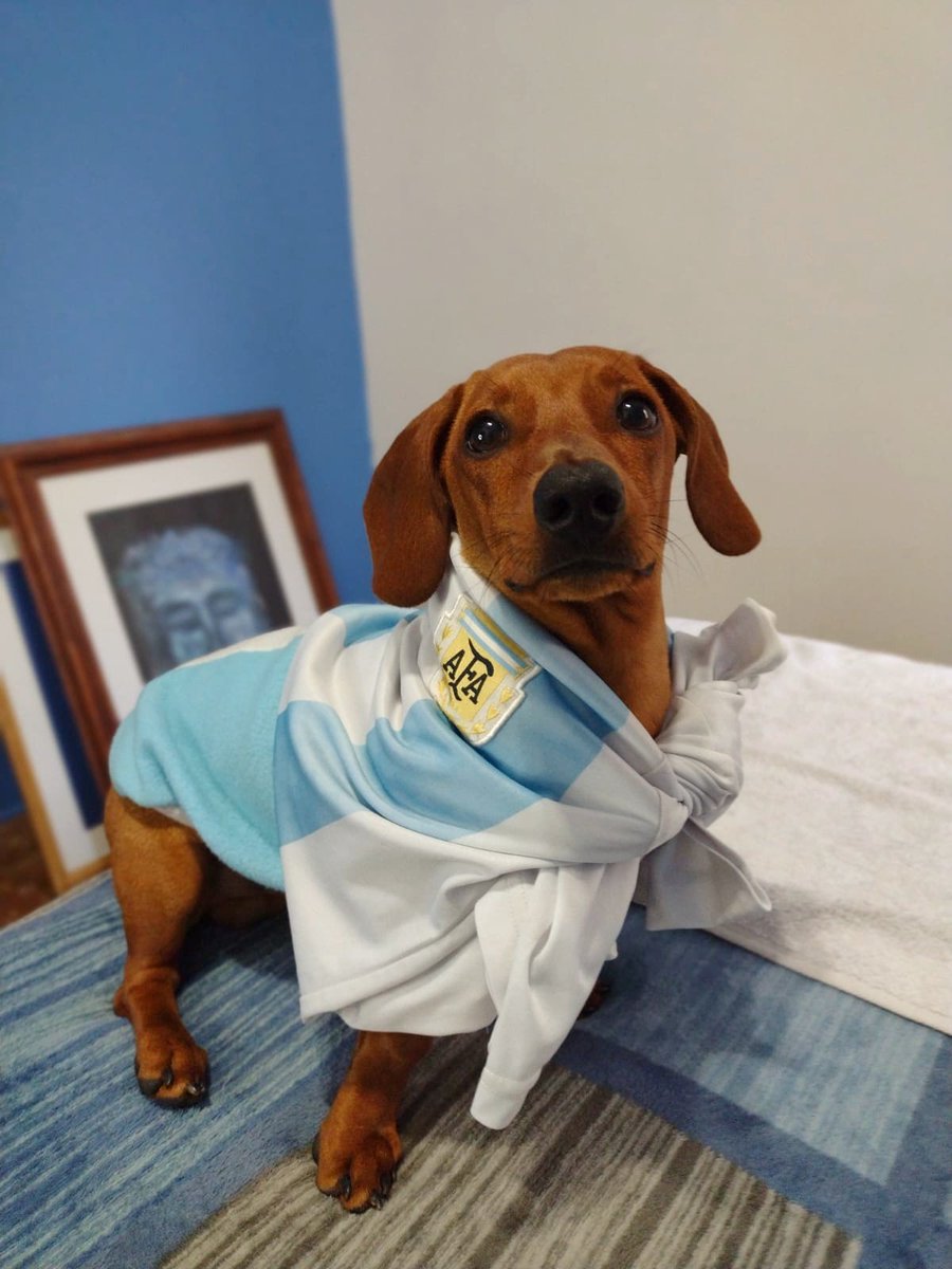FerOlivera28's tweet photo. @dirty_haz 🇦🇷🐶🌭 https://t.co/mkmKuf8ByX