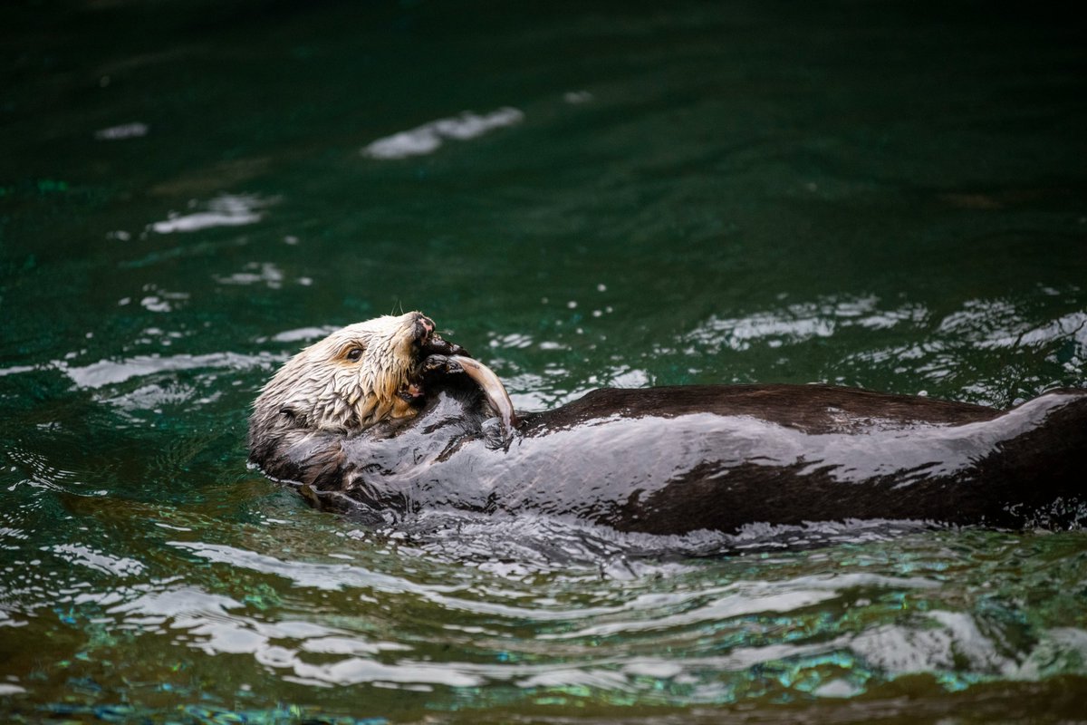 Point Defiance Zoo & Aquarium on Twitter "Sea otters spend their day