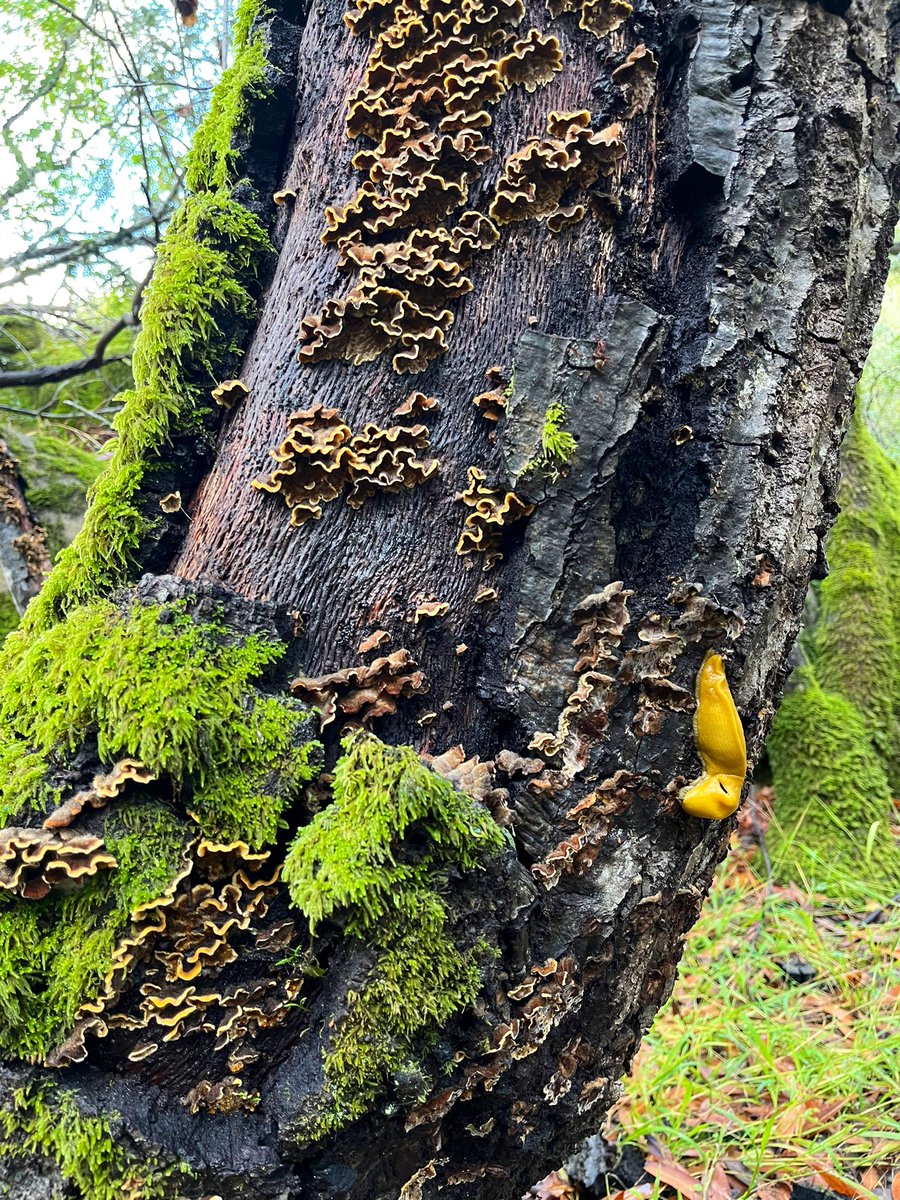 stanfordjrbp's tweet photo. Natural history notes after a rainy weekend: herbivory by banana slugs! https://t.co/uIQLqVMu1X